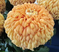Courtier Apricot Nuclear Stock